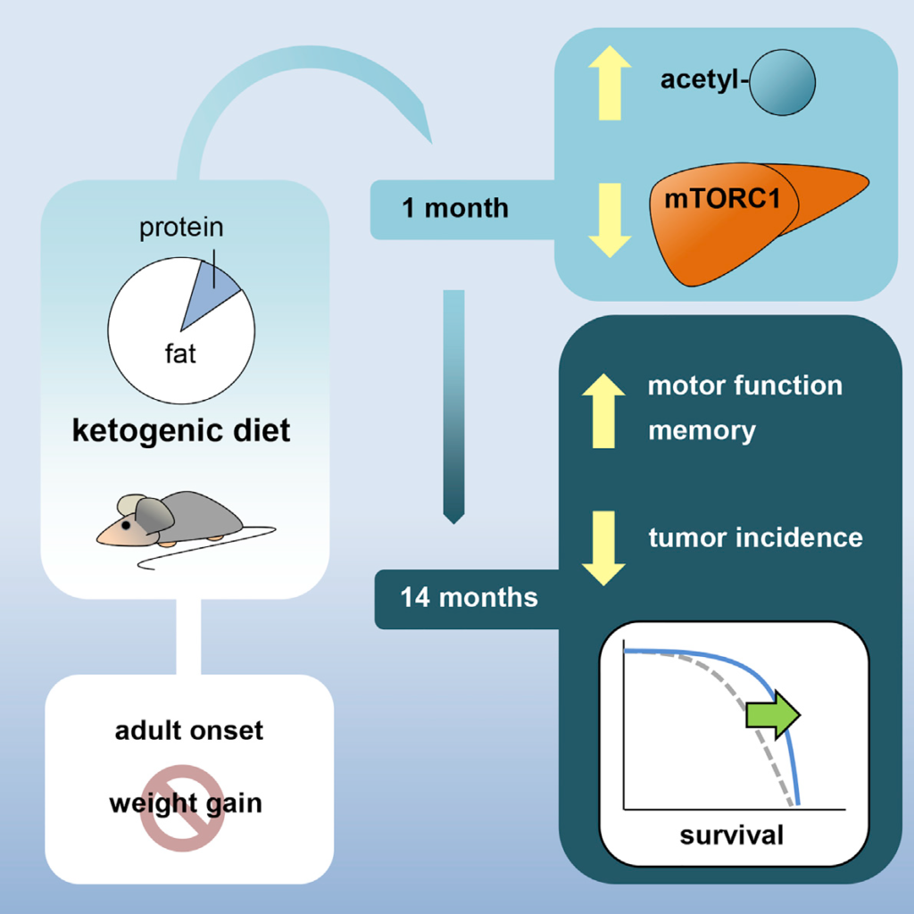 A Ketogenic Diet Extends Longevity and Healthspan in Adult Mice