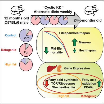 Ketogenic Diet Reduces Midlife Mortality and Improves Memory in Aging Mice
